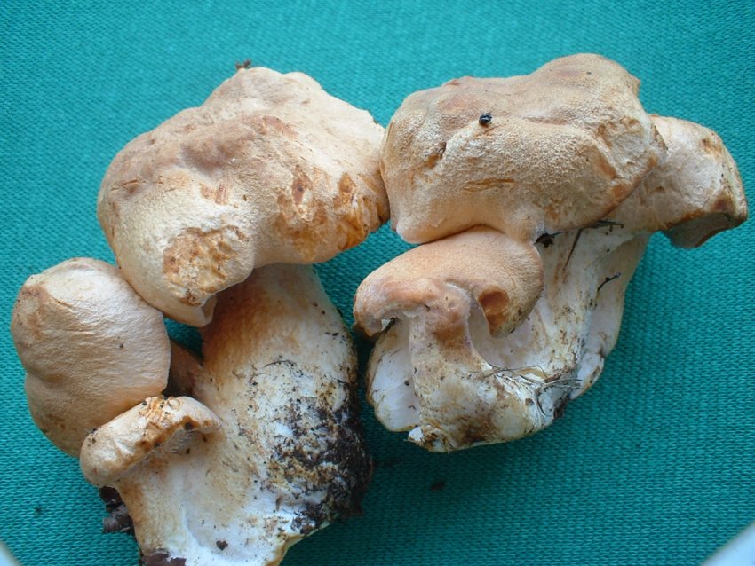 Hydnum repandum s.l.